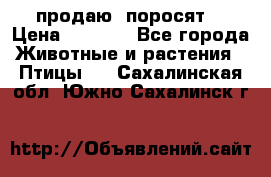 продаю  поросят  › Цена ­ 1 000 - Все города Животные и растения » Птицы   . Сахалинская обл.,Южно-Сахалинск г.